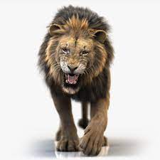 3d Lion 4 Fur Animated Animation Lion 3d Model