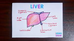 Mar 18, 2021 · the liver has many functions. How To Draw Human Liver Youtube