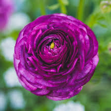 Image result for Ranunculus