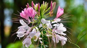 Image result for Cleome