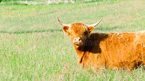 54 874 red cow photos free royalty free stock photos from dreamstime