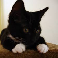 Like this one here, easily talked into something naughty by jan. Azazel S Bitz Box Azazelbox Twitter