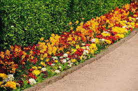 Click on thumbnail to change this comparison page to the hedge description page of the hedge named in the text box. 41 Incredible Garden Hedge Ideas For Your Yard Photos Home Stratosphere