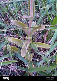Image result for Kalanchoe lanceolata