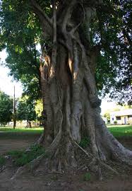 Image result for Ficus stuhlmannii