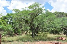 Image result for Burkea africana