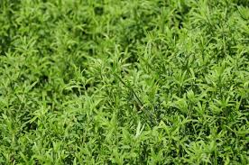 Image result for Stylosanthes guianensis