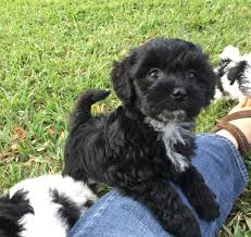 Shih poo is quite adaptable in a small apartment or a large house. Shih Poo Pups In Florida Micheline S Pups Micheline S Pups