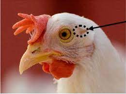 Comment tuer un coq sans le faire souffrir. Lignes Directrices Pour Les Techniques D Etourdissement Des Volailles Pour Alimentation Humaine Y Compris Les Ratites Agence Canadienne D Inspection Des Aliments