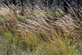Image result for Sorghastrum