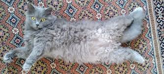 Kedi Trasi Makinesi Onerileri En Iyi Kedi Kopek Tras Makineleri Heykedi