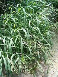Image result for Panicum kalaharense
