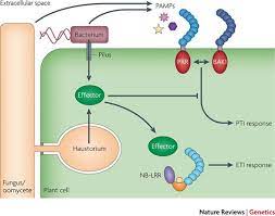 Feb 23, 2018 · author summary plant roots are colonized by complex communities of bacterial and archaeal microbiota from the soil, with the potential to affect plant nutrition and fitness. Plant Immunity Towards An Integrated View Of Plant Pathogen Interactions Nature Reviews Genetics