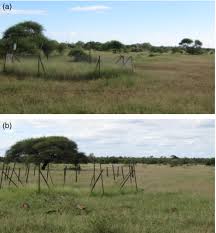 Image result for Chloris mossambicensis