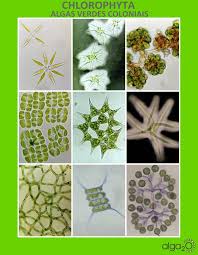Image result for Microchloa altera