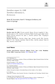 Image result for Sonchus bipontini