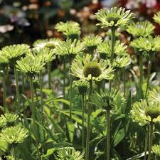 Image result for xenevu