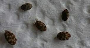 Kleine käfer in der wohnung, die in großen mengen aus steckdosen und bodenritzen kriechen und mieter in angst und schrecken versetzen. Kafer Die Meistgelesenen Fragen