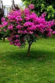 Santa rita visión, santa rita, alto parana, paraguay. Planta De Santa Rita Bougainvillea Glaba Viverodelparque
