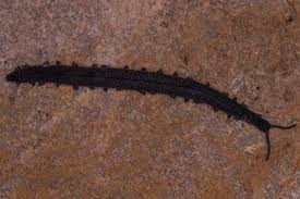 Image result for Acritochaete volkensii