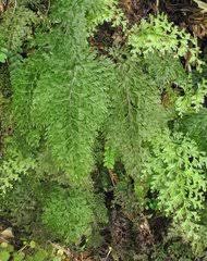 Image result for Hymenophyllum sibthorpioides