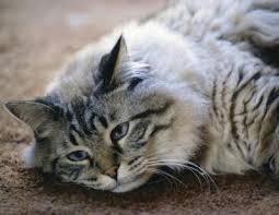 Fleas often gather at the neck and shoulder blades of your pets. Can Cats Become Anemic From Fleas