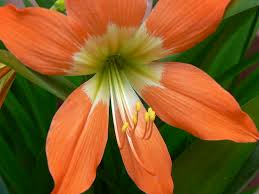 Image result for Amaryllidaceae