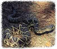 Florida Venomous Snakes Poisonous Snake Pictures