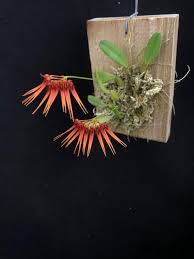 Image result for Bulbophyllum