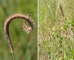 Image result for Ctenium