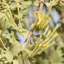 Image result for Erianthemum schelei