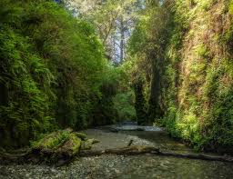 Check spelling or type a new query. Wallpaper California Usa Fern Canyon Cliff Creeks Nature