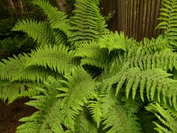Image result for Dryopteris
