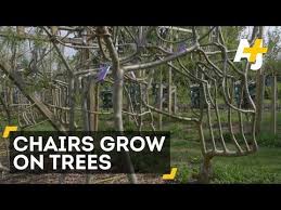 Growing Chairs On Trees Youtube Growing Tree Tree Chair
