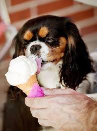 Puppies Eating Ice Cream Pictures King Spaniel King Charles Puppy Cavalier King Spaniel