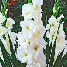 Image result for Gladiolus virgineus