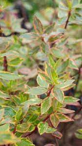Sunshine daydream is a newcomer in the world of abelia's. Abelia Grandiflora Sunshine Daydream For Sale Online Uk