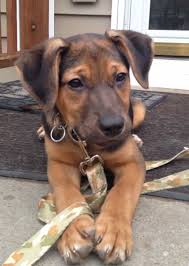 One way to determine the ancestry of your mixed breed is through a dna test. German Shepherd Coonhound Mix Petsidi