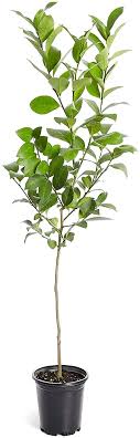 I first learned of this fruit in 2014. Amazon Com Brighter Blooms Meyer Lemon Tree Indoor Or Outdoor Potted Fruit Plant 2 3 Feet No Shipping To Fl Ca Tx La Or Az Garden Outdoor