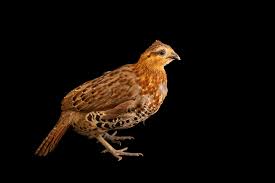 Image result for Pilea bambuseti