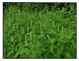 Image result for Sphenoclea zeylanica