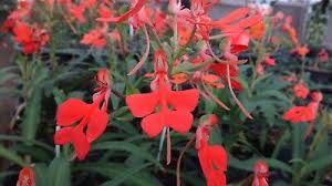 Image result for Habenaria aberrans