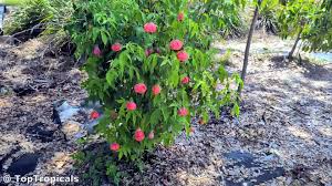 Image result for Abutilon sp.no.1