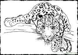 Animal coloring pages my drawings cute animal drawings rhino painting wildlife art coloring pictures grayscale art wild cats owls drawing. Easy Realistic Animal Coloring Pages Novocom Top