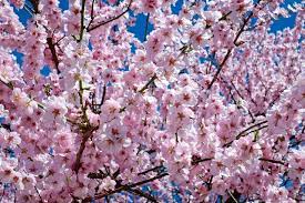Free Image On Pixabay Japanese Cherry Blossom Flowers Japanese Cherry Tree Flowering Cherry Tree Cherry Blossom Festival