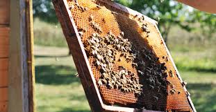 Sep 20, 2020 · free bee removal options for free bee removal based on location of the beehive, and the state you live in. Bee And Wasp Removal Services In Redondo Beach Ca