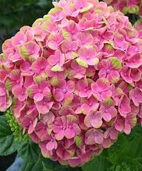 Native to the southeastern united states, this handsome hydrangea has leaves that resemble the red oak. Hydrangea Magical Coral Foto Cvetov Rozovye Cvety Sad S Gortenziyami