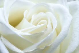 White rose flower photography hd wallpaper for your desktop, laptop, tablet and mobile phones. Royalty Free Photo Macro Photography Of White Rose Flower Pickpik