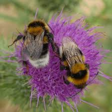 Image result for Bombus ruderatus