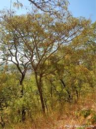 Image result for Albizia glaberrima